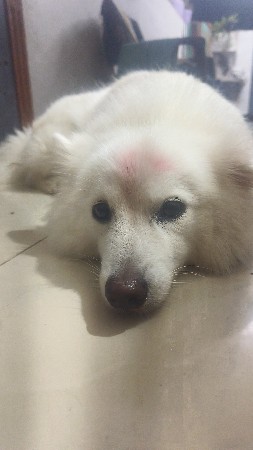પોમરિયન ફૂલ જાતવાન ઓરિજીનલ બ્રિડ