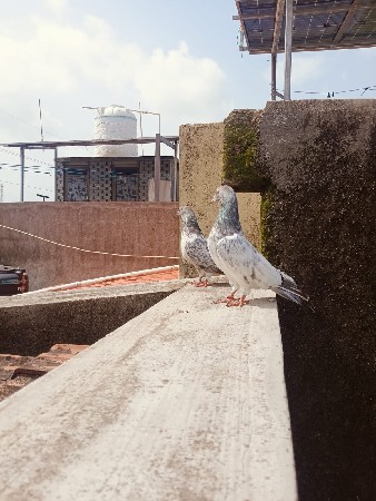 સીલવર. બાજરાની. જોડી. દેવાની.