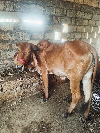 ગીર વાંસળી યુ બે દેવાની સે
