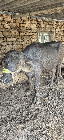 ખડેલ