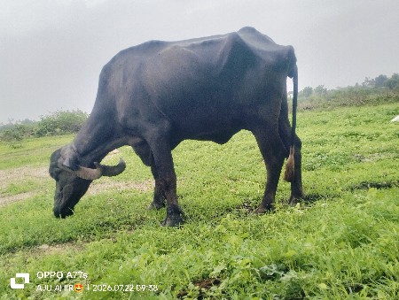 ભેંસ વેસવાની છે