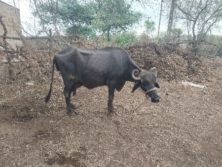 ચોથું વેતર છે