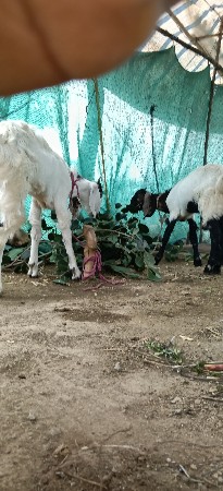 2 બકરા.વેચવાના છે