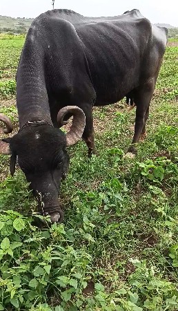 ભેંસ વેચવાની છે