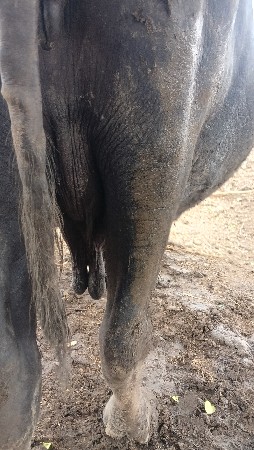 ભેંશ. વેશવાની