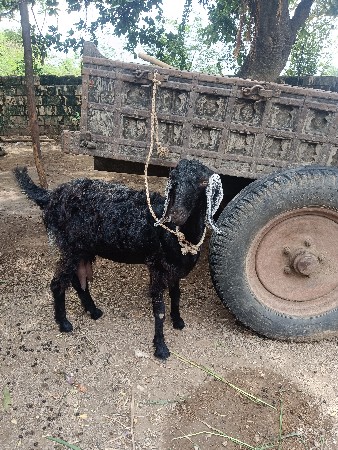 બકરી દેવાની છે