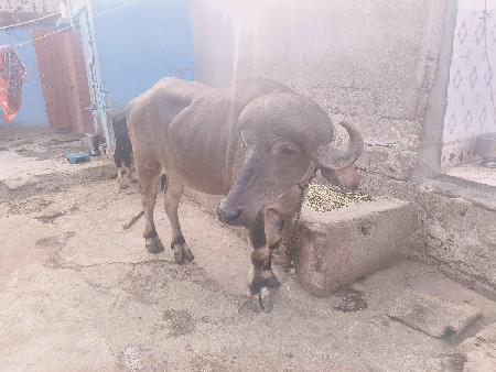 khadeku જાફરાબાદી