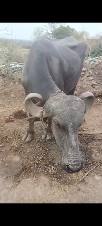 ભેંસ વેચવાની છે બીજું સ્ટેટસ એ