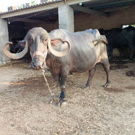 ભેંસ વેચવાની છે