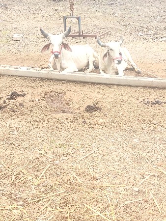 ગોઢલા વેચવાના છે