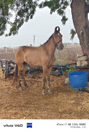 ઘોડી વેસ્વંવાની સે
