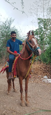 આ ઘોડી વેચવા ની છે