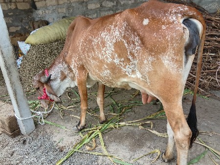 પેલું વેતર ગાભણી છે 8. દિવસ વાર