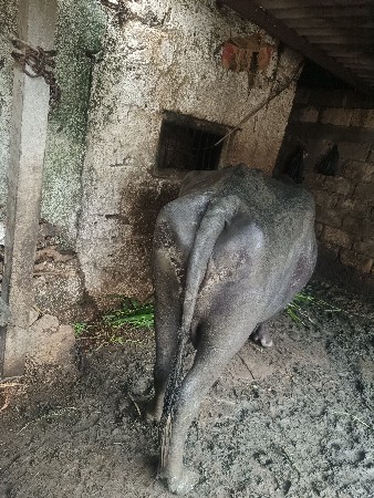 ફરેર