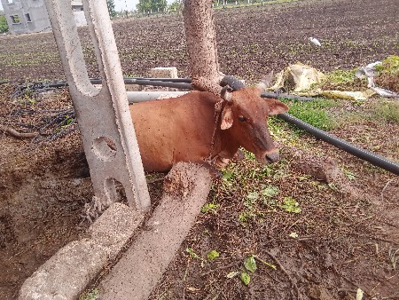 જશી