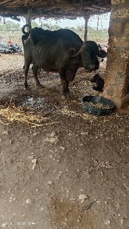 ભેંસ વેચવાની છે