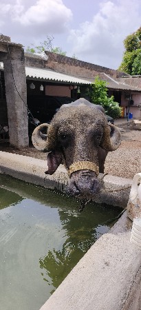 વેચવાની છે.