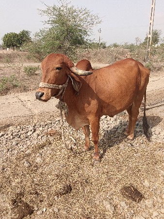 ગાય વેચવાની છે