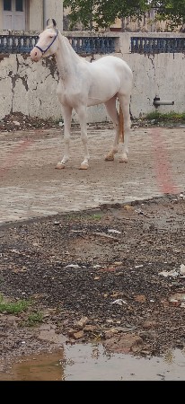 વછેરી