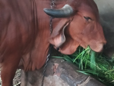 ગીર ગાય વેચવાની છે
