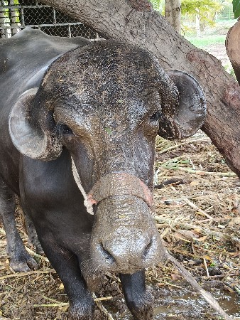 જાફરી ખડાય