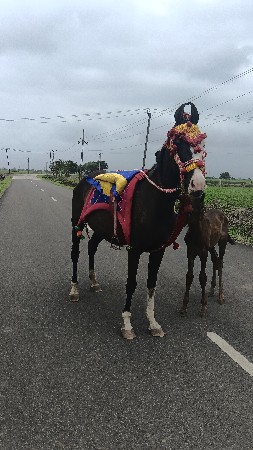 ઘોડી વેચવાની છે