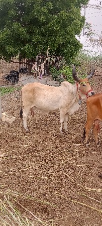 ગાય વેચાવાનીછે કાકરેજછે