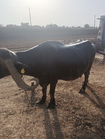 એક ભેંસ આઠ મહિના ની ગાભણ સે
5વે