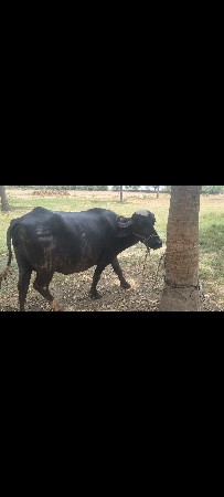 બીજી વેતર છે