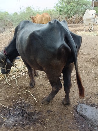 8 મહિના થયા ફયરી એના