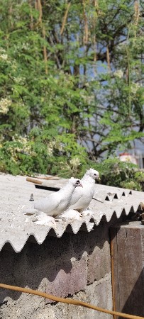 2 જોડી છે કબૂતર ની