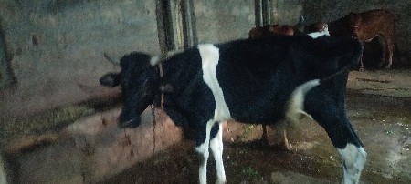 hf ખુટ