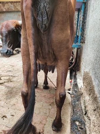 ગીર ક્રોસ વેચવાની છે