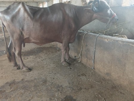 બે ભેસો વેચવાની છે