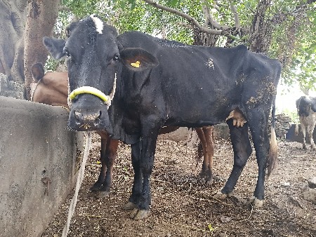ગાય vechvani che