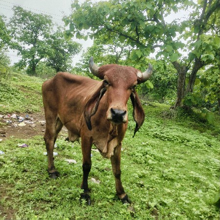 વેચવાની