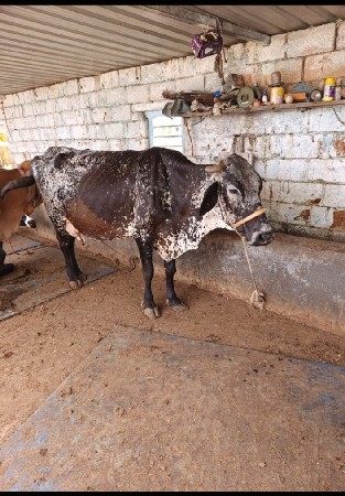 ક્રોસ જર્સી વેચવાની છે