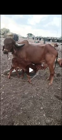 વેશવા ની છે