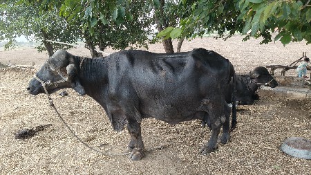 ભેંસ વેચવાની છે.