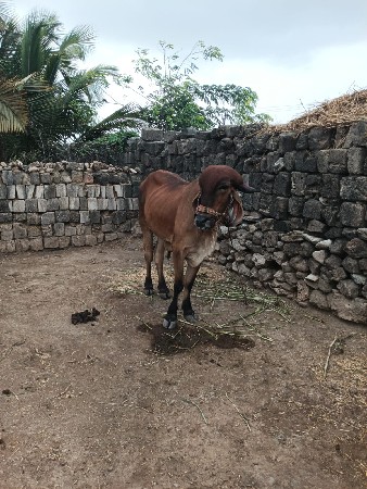 વેચવા ના