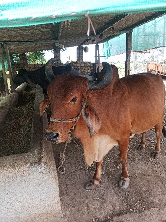 ગાય વેચવાનિ છે