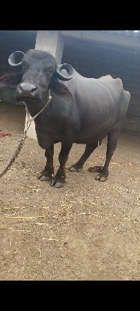 ભેંસ વેચવાની છે
