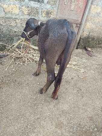 પાડો વેચવાનો છે