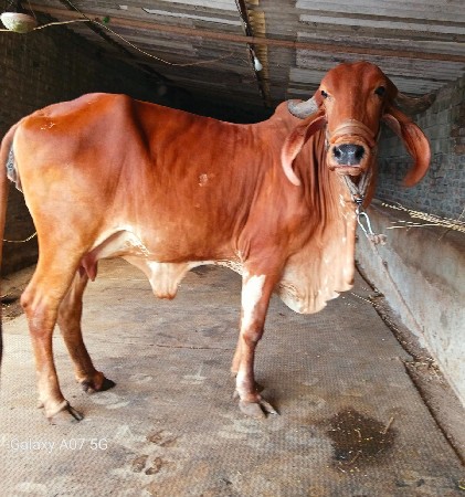ગીર હોડકી વેચવાની