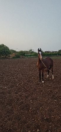 ઘોડી