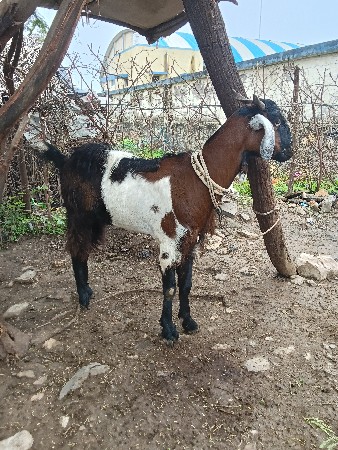 પોરબંદર જિલ્લો