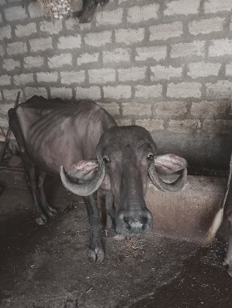 ખડેલી વેસવાની છે 3, વર્ષ ની
