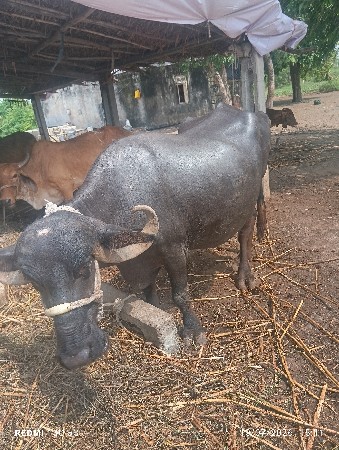 ભેસ વેચવાની સે