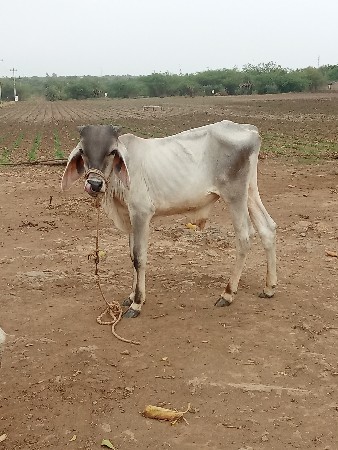 ગોઢલો વેચવાનોછે