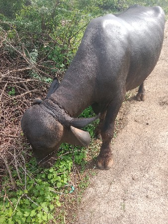 ભેંશ વેચવાની છે